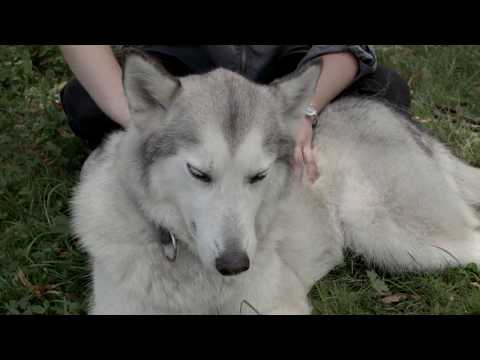 Jak rozpoznawać emocje u psów?