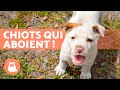 CHIOTS Qui ABOIENT Vidéo De Chiot MIGNON Et ADORABLE
