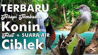 Download lagu Terbaru Terapi Konin Full Tembakan Feat Ciblek   Suara Air HD mp3