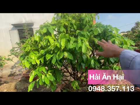 Complete care and fertilizer for yellow apricot trees in May 2023