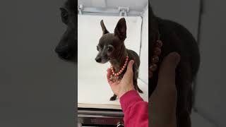 Video preview image #1 Chihuahua Puppy For Sale in Benton, LA, USA