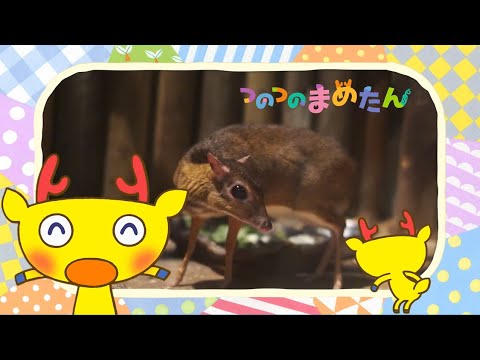 【タカラトミー公式】アニメ つのつのまめたん『クイズ！まめたんのひみつ』【親子で楽しくあんしん！タカラトミーキッズ】子供向け | おはなし | for kids | どうわ |  kancil