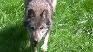 preview picture of video 'Parc des loups gris - Parc animalier de Sainte Croix'