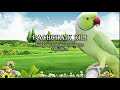 Pachchai Kili Muththuch Charam Tamil Karaoke For Male Singers With Tamil Lyrics