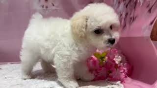 ハーフ犬の動画01
