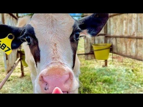 Sexed and convectional semen in dairy