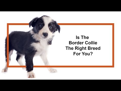 Border Collie