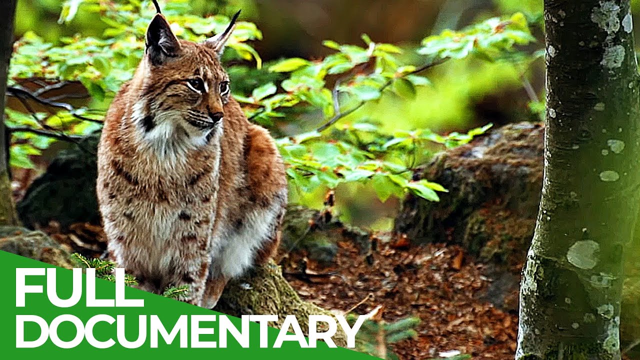 The Vltava - River of Gold in the Heart of Europe | Free Documentary Nature