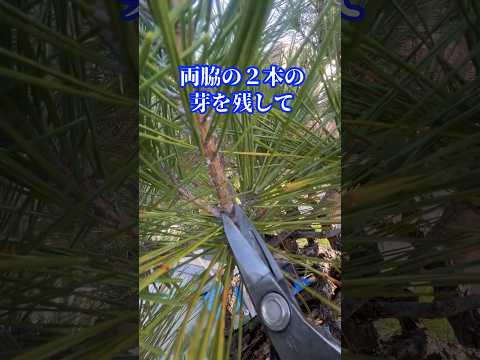 緑の風景にコントラストを加えるために庭に植える赤いベリーの低木に関する 6 つのアイデア  庭園