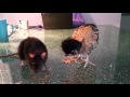 Chicken Rat Lady And Tramp