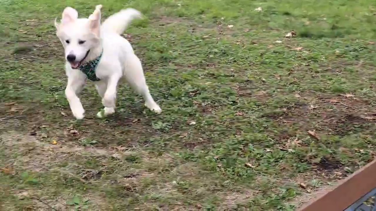 Enlarge Bubby D12682, a Adoptable Great Pyrenees in St. Paul, MN video 6/6