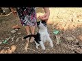 Tuxie The Cat Who Greeted Us With Meows And Love Jumps Was So Hungry