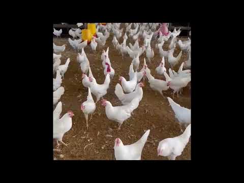 Hyline w80 #animals #gallinasponedoras