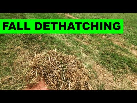 How to dethatch your lawn with a power rake