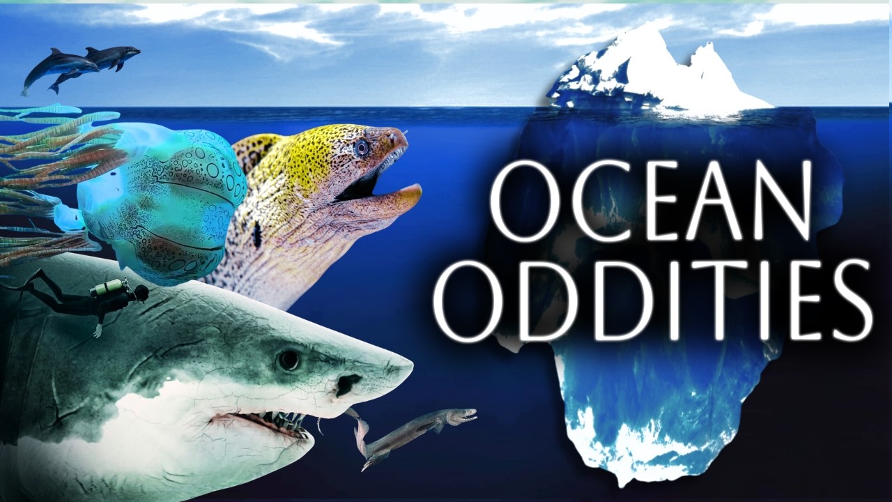 The Ocean Oddities Iceberg Explained