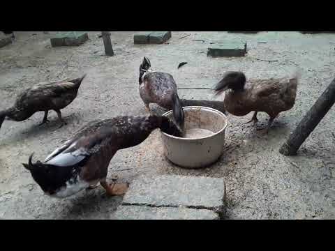 How to Raising Millions of Duck on Rice Field For Meat - Free range Duck Farming Technique 2