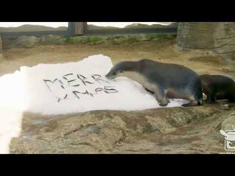 シドニーの動物園の動物たちがクリスマスムードに浸る (Animals at Sydney's zoo get into Christmas mood)