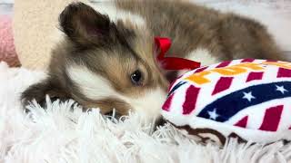 シェットランドシープドッグの動画01