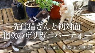 晩夏の北欧でザリガニパーティー🦞/先住猫さんと初対面/ヴェステルボッテンパイ