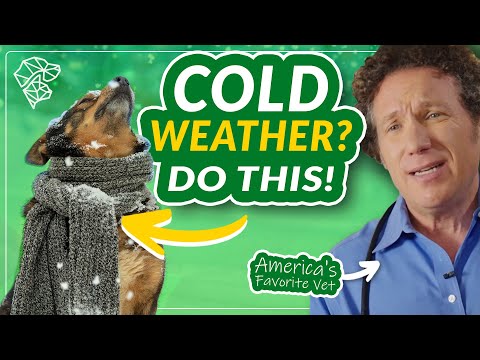 Winter Pet Safety: Essential Tips for Cold Weather Outings | Ultimate Pet Nutrition