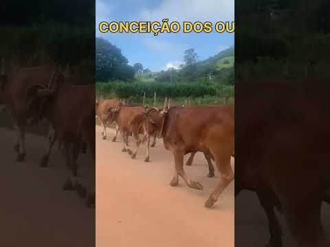 JORGE CARREIRO TOCANDO A BOIADA NAS ESTRADAS DE CONCEIÇÃO DOS OUROS-MG
