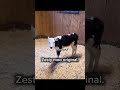 The zesty moo, original video.
