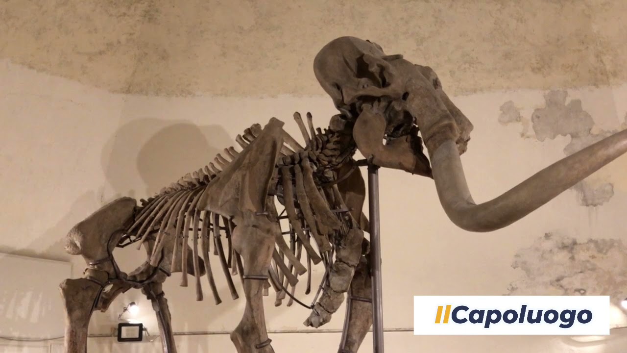 Mammut super star del Castello, visite sold out