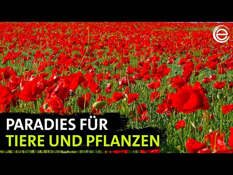 Wildes Deutschland – Die Uckermark | Erlebnis Erde
