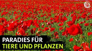 Wildes Deutschland – Die Uckermark | Erlebnis Erde