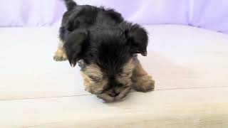 ハーフ犬の動画01