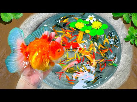 Amazing Catching Pingpong Pearl Ffish In Mini Lake, Catfish, Koi Fish, Goldfish, Guppies, Ranchu Fis