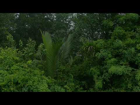 Relaxing rainforest sounds of El Yunque