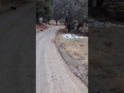 Wild Javelina, they ran away after a yell