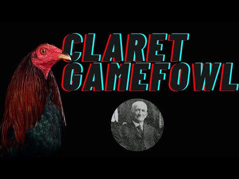Col. Madigin's Claret Gamefowl