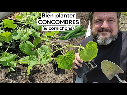 , title : 'Comment bien planter les CONCOMBRES 🥒 (et les cornichons)  (puis réussir leur culture)『TUTO』'