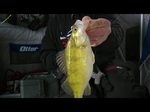 Early Ice Slough Perch - In-Depth Outdoors Season 13, Episode 3