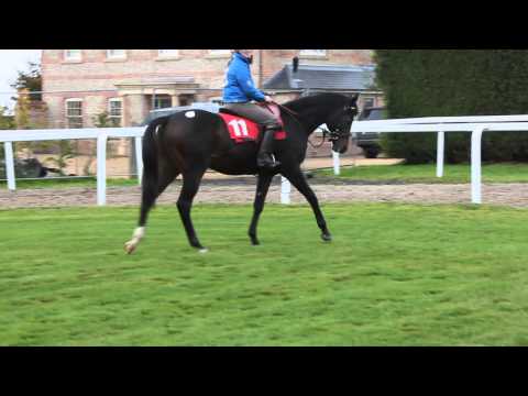 Dashing Blade Colt 20/10/2013