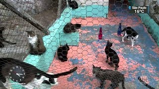 Miniatura do vídeo