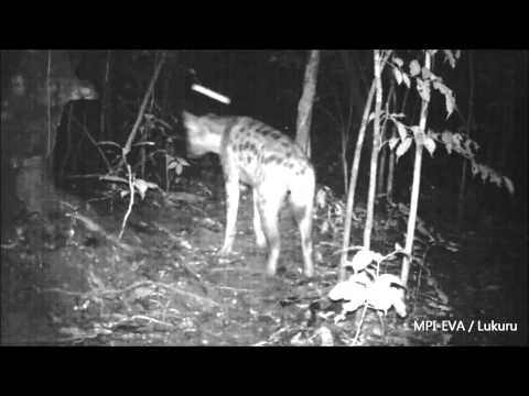 Spotted Hyena / hyaena (Crocuta crocuta) occupying forest habitat