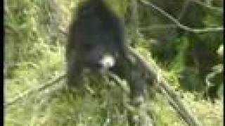 Cairo Connection - Egypt