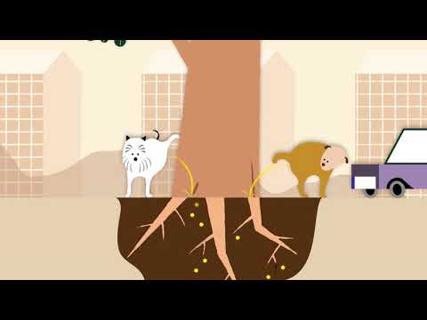 Urban trees: Masters of Survival