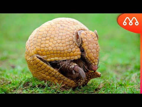 WHEN THE ARMADILLO TURNS INTO A BALL