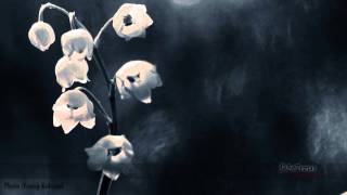 Matt Elliott - The Seance [HD]