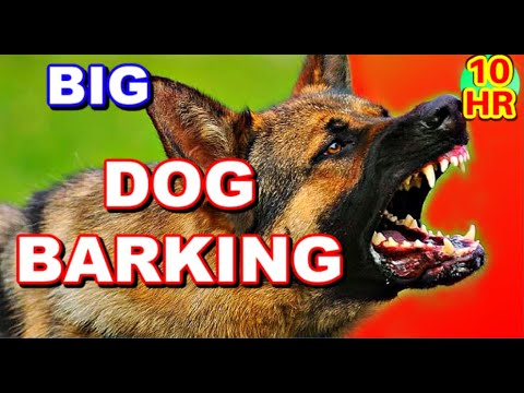 Dog barking 10 HOURS