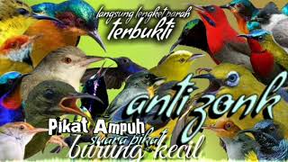 Download lagu suara pikat burung kecil paling ampuh terbaru || pikat ampuh burung kecil (burcil)anti zonk mp3