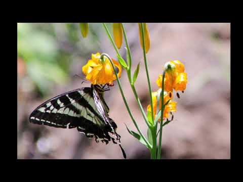 Full Measure of Joy - Isaiah 65