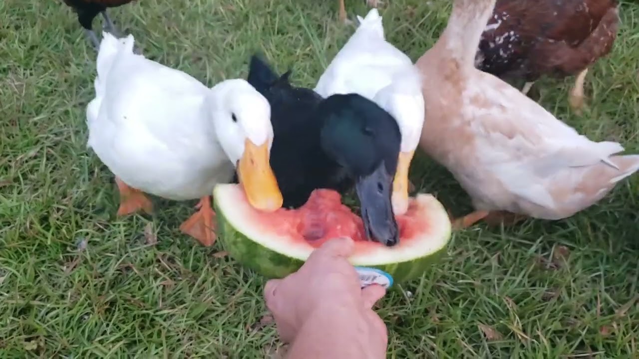 What do you feed ducks besides bread? WATERMELON!