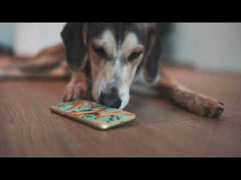 Bester Schutz für dein Smartphone - GreenMNKY Panzerschutzfolie