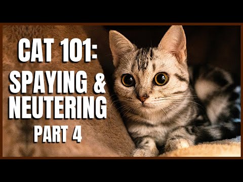 Cat 101: Spaying & Neutering (Part 4)