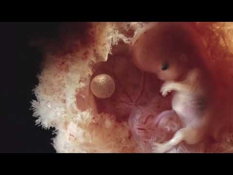 Vessy Boneva - Na Budnoto Dete - Веси Бонева - На бъдното дете ( детски албум ) пренатална музика